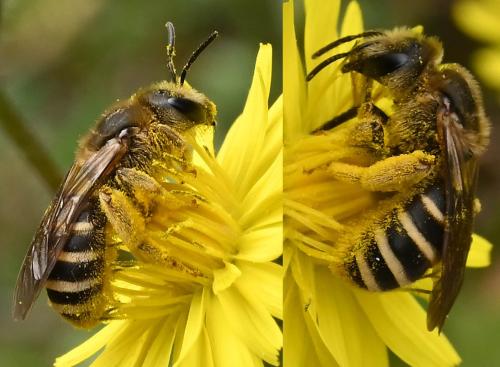 Réf. 339 225 : Halictus (cochlearitarsis-fulvipes)